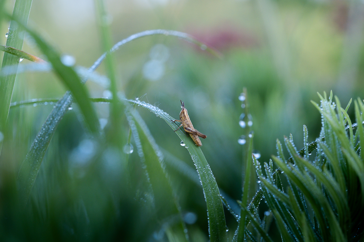 The world between the drops