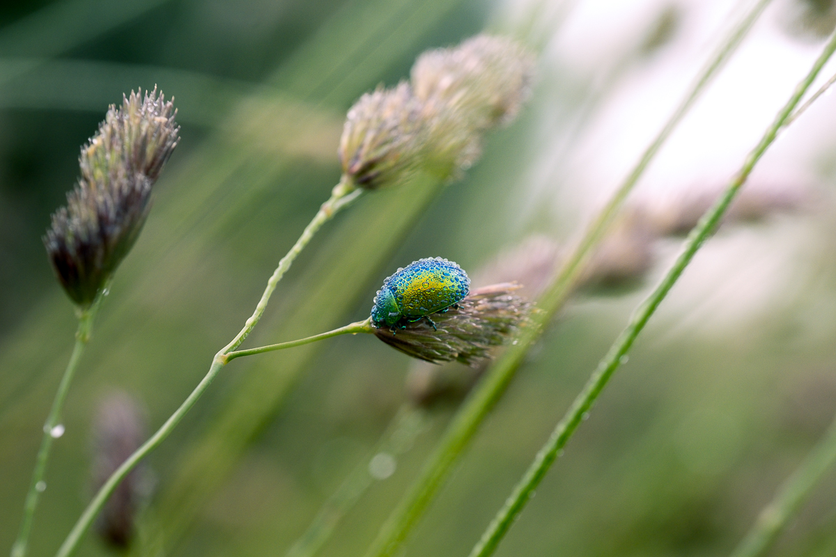 The world between the drops