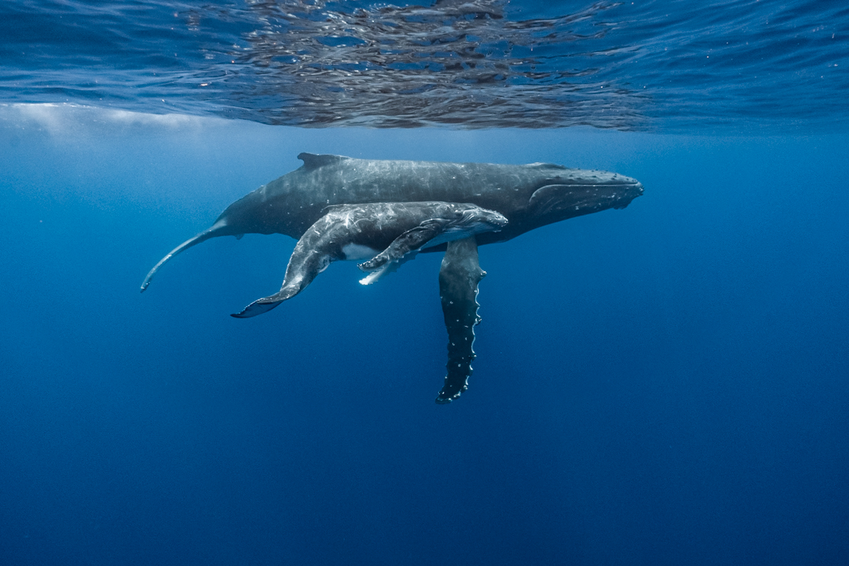 Mom and calf 