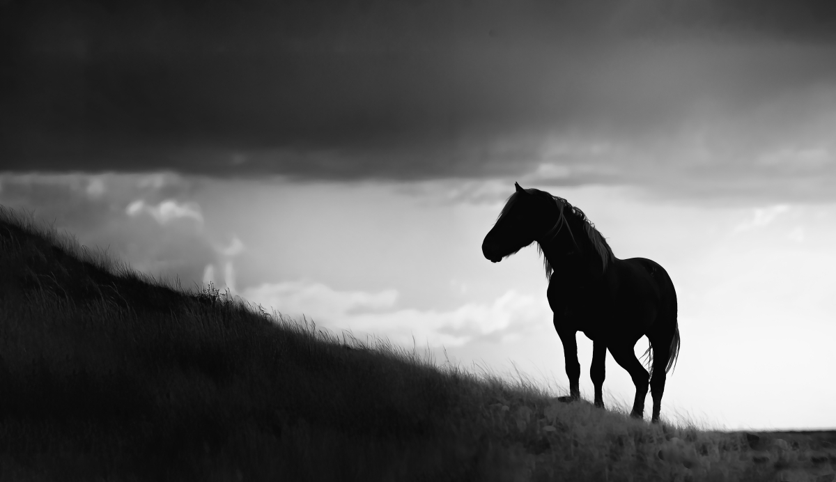 One Wild Life