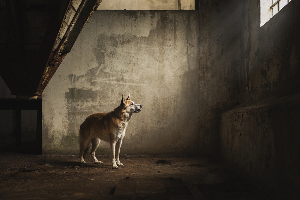 Urban Tails