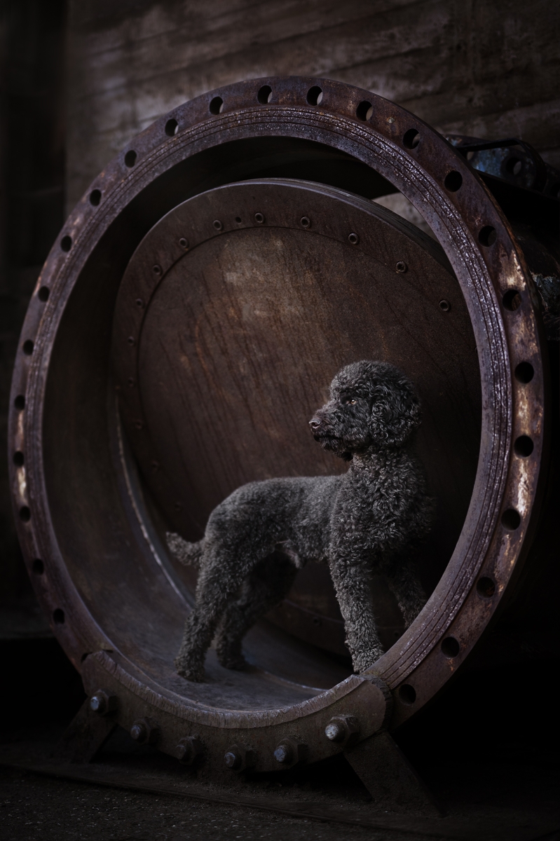 Urban Tails