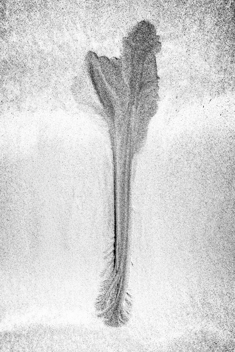 Intertidal Botanica
