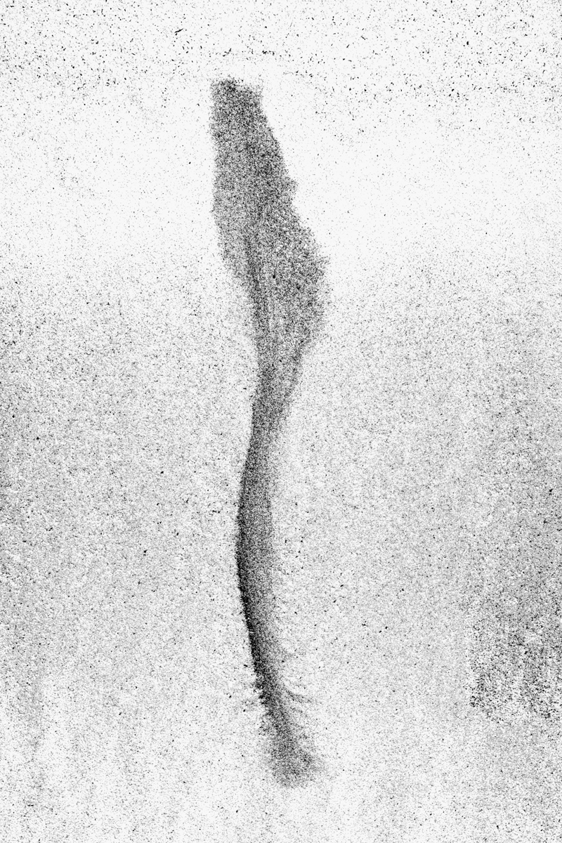 Intertidal Botanica