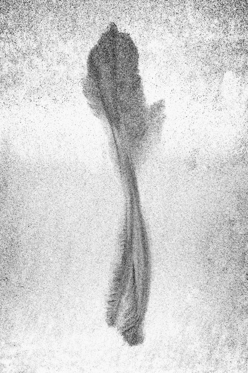 Intertidal Botanica