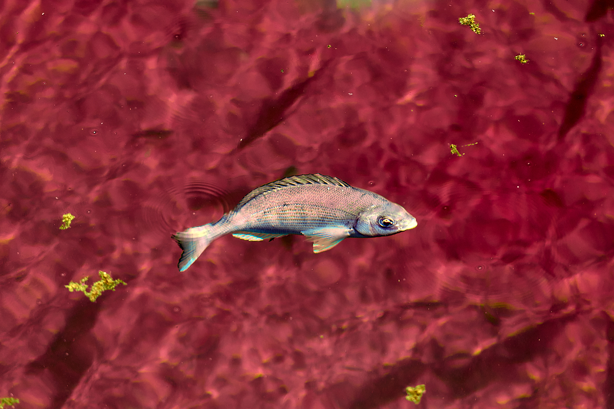 Between Surface and Light