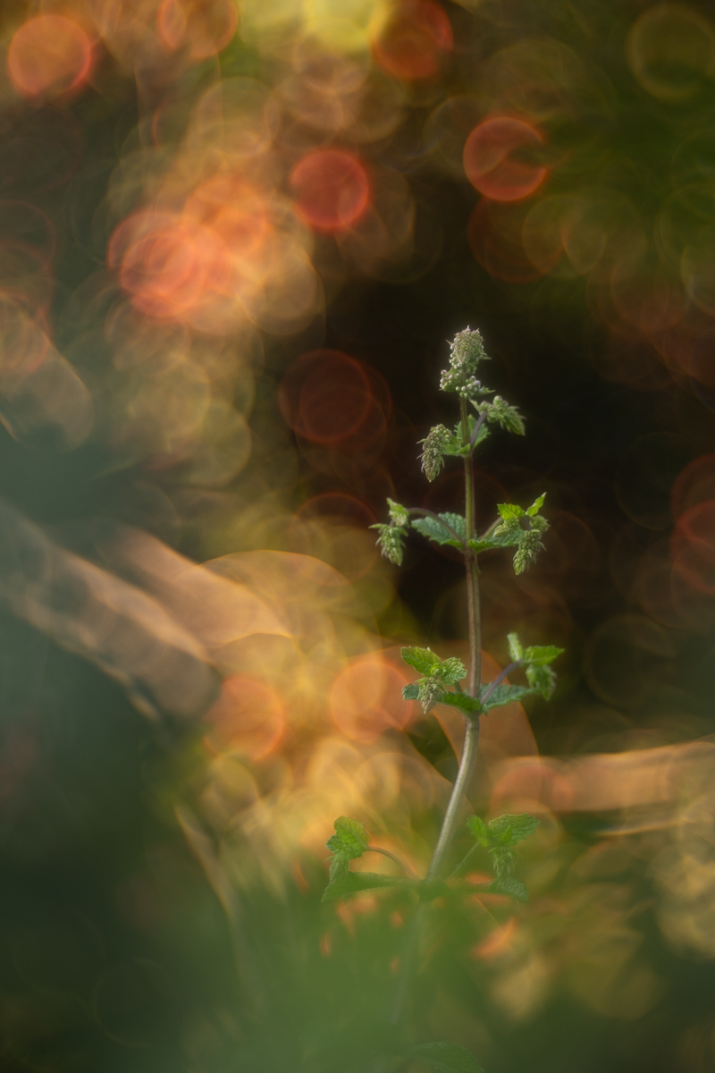 Bubbles of Magic: Re-enchanting Nature