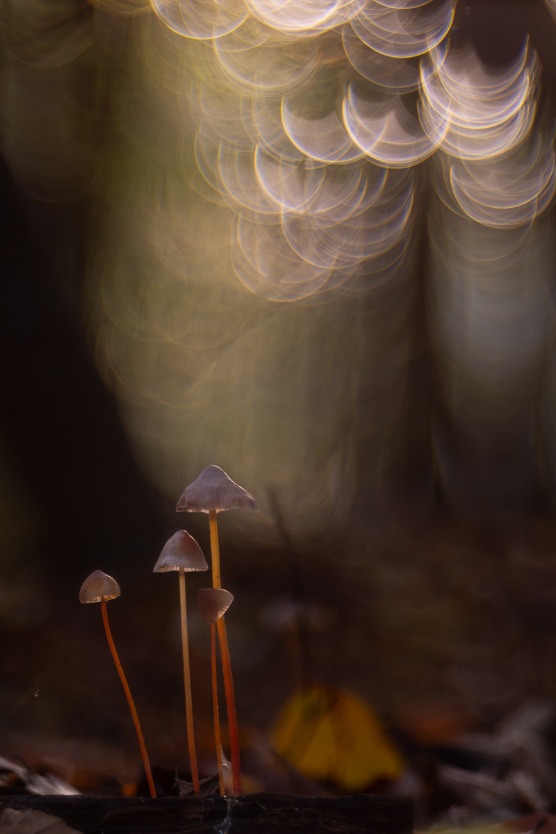 Bubbles of Magic: Re-enchanting Nature