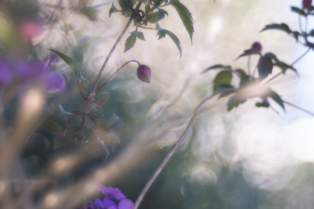 Bubbles of Magic: Re-enchanting Nature