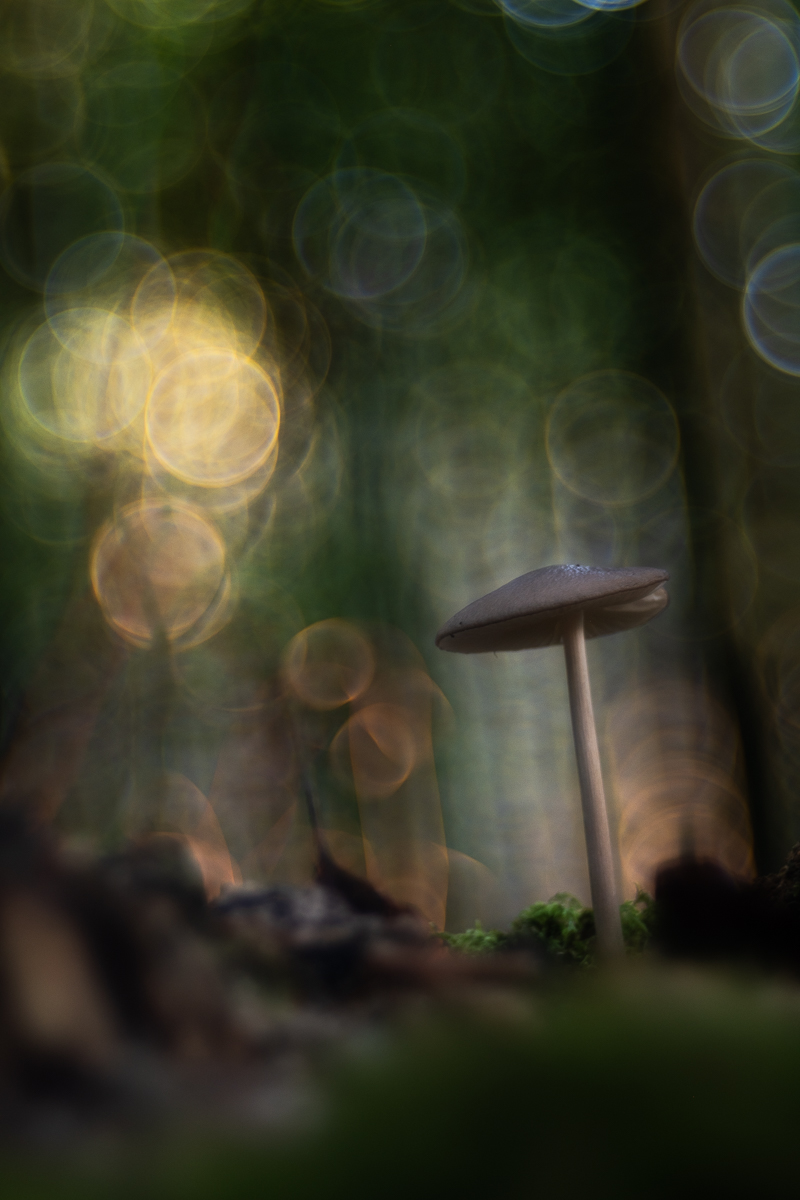 Bubbles of Magic: Re-enchanting Nature