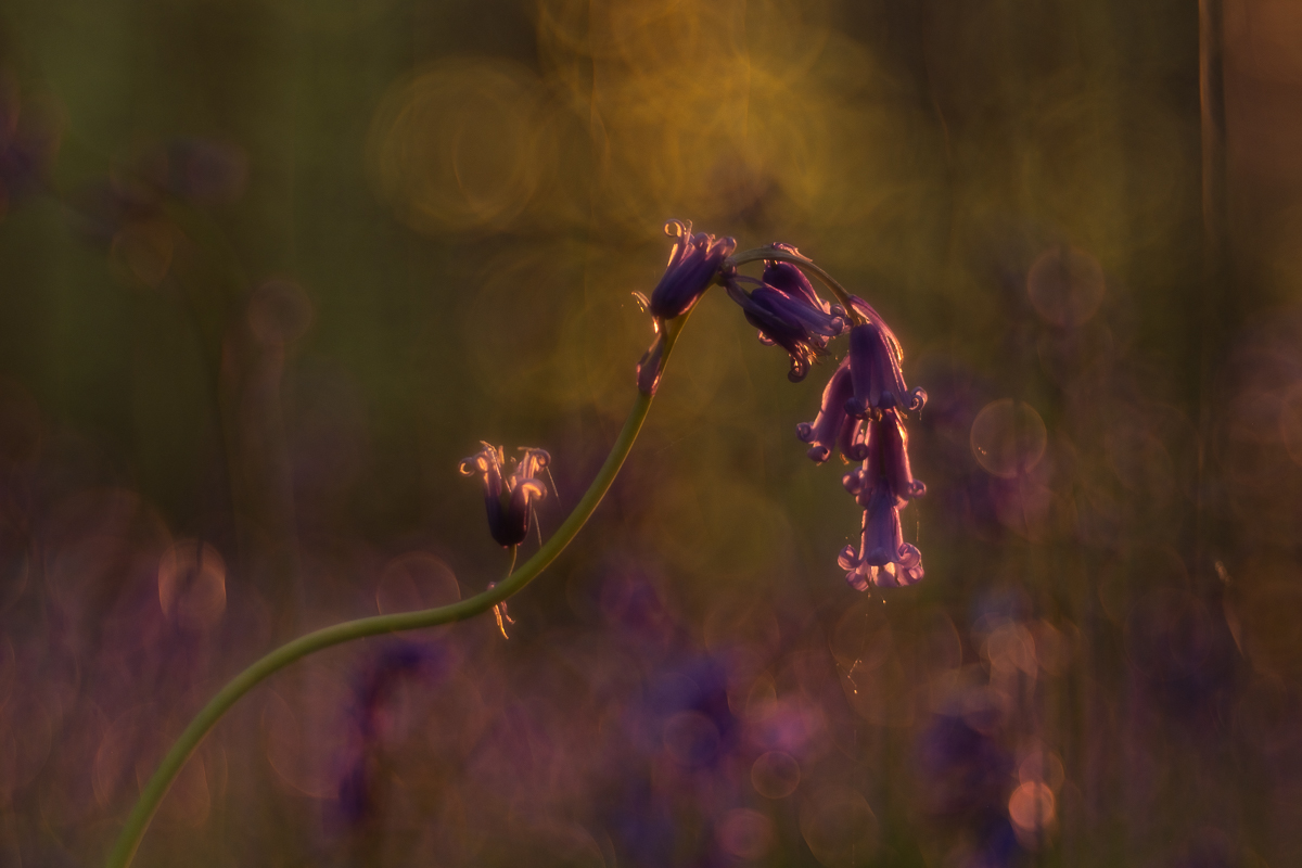 Bubbles of Magic: Re-enchanting Nature