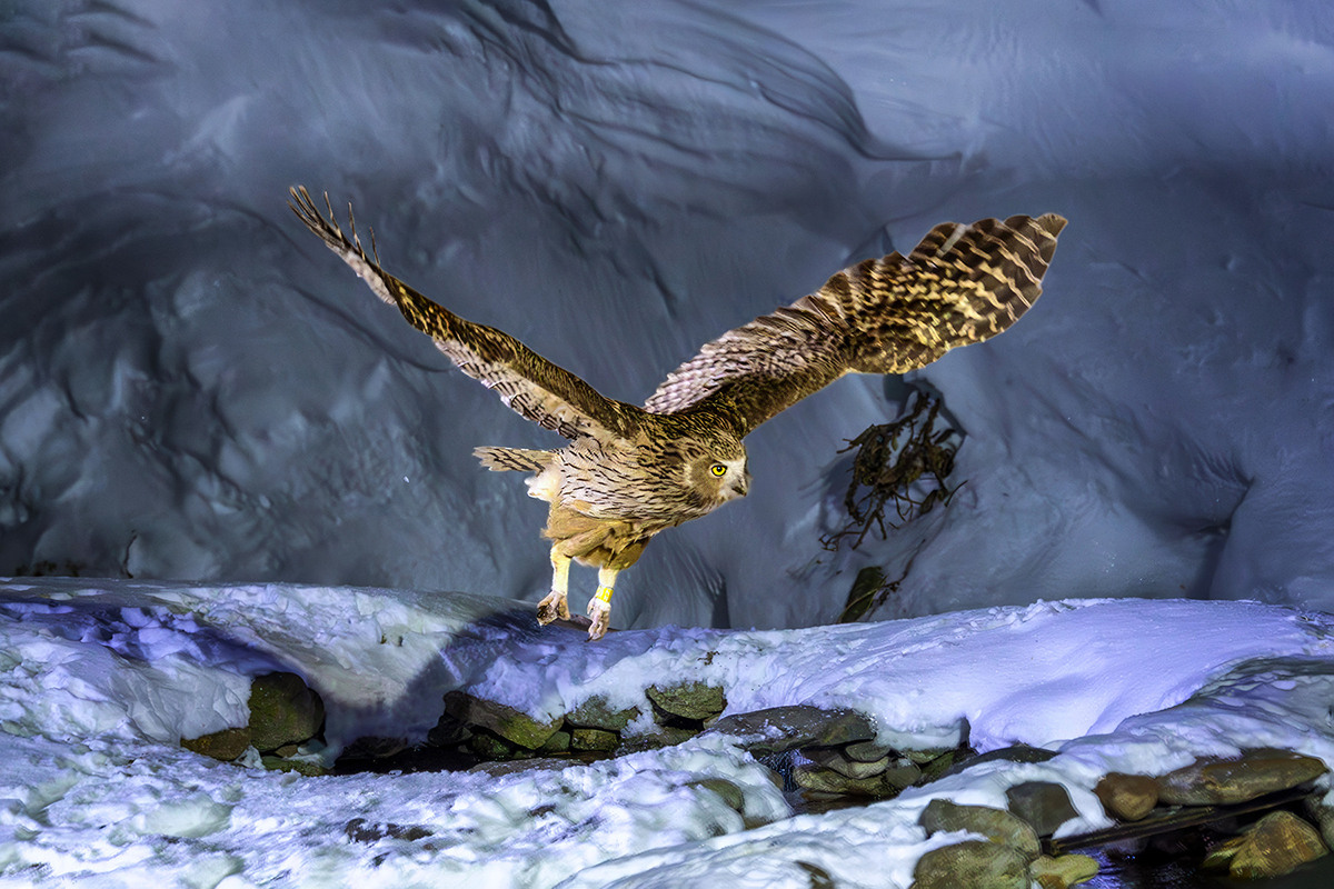 Feather-legged Fishing Owl in Foraging