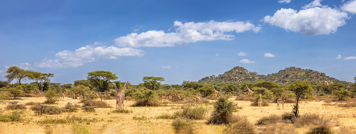 Home of the Giraffes