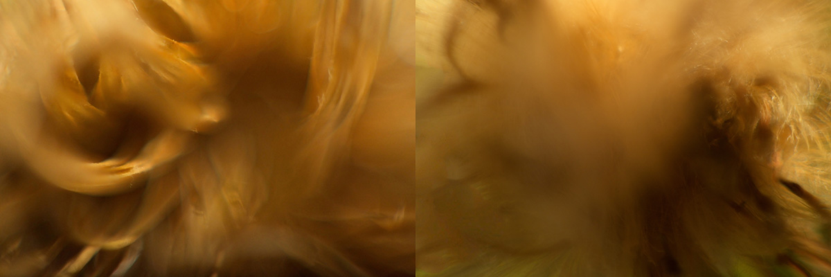 Different View of Familiar Objects