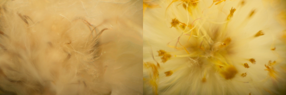 Different View of Familiar Objects