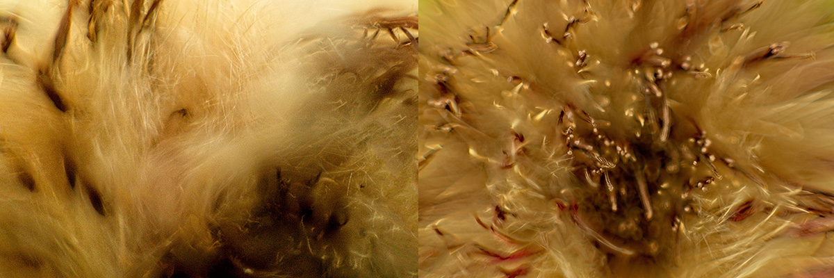 Different View of Familiar Objects