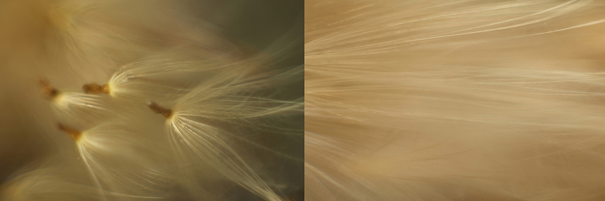 Different View of Familiar Objects