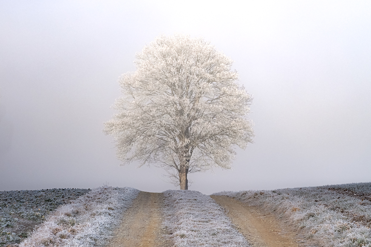 Wisdom Tree 