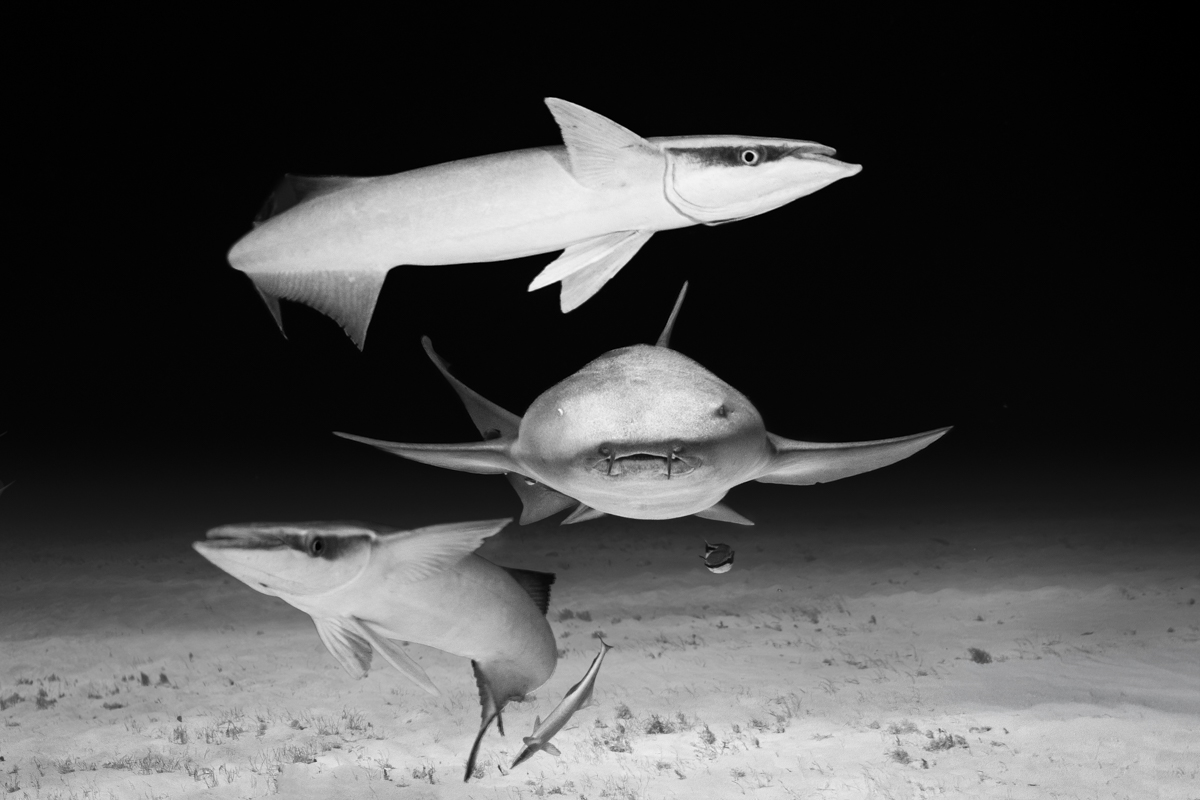 Framed shark
