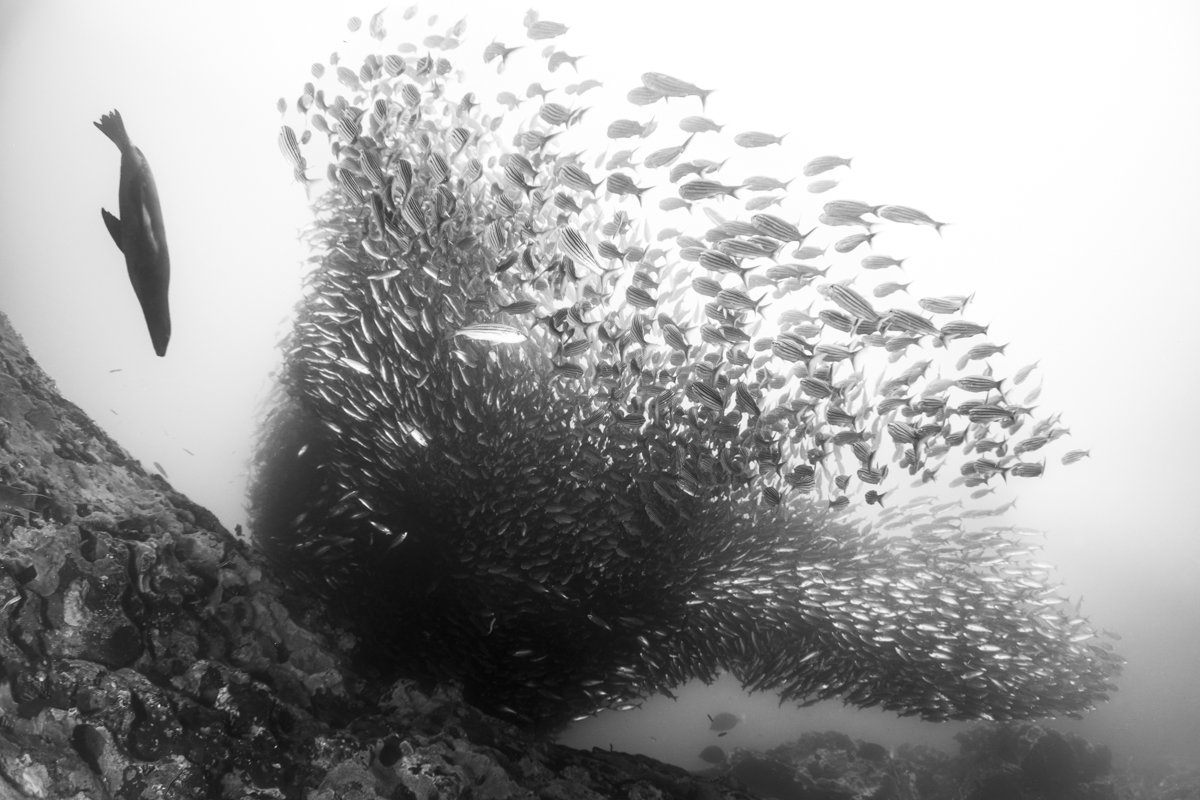 The Hunt