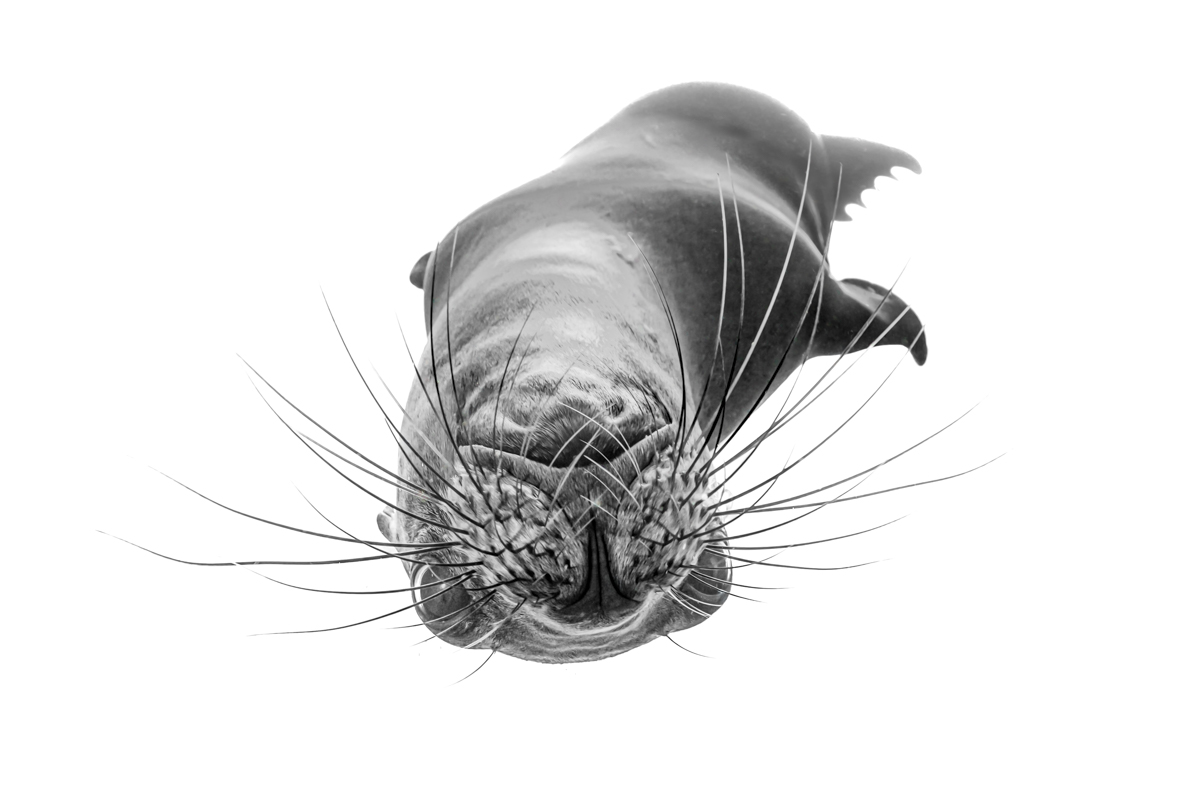 Curious sea lion