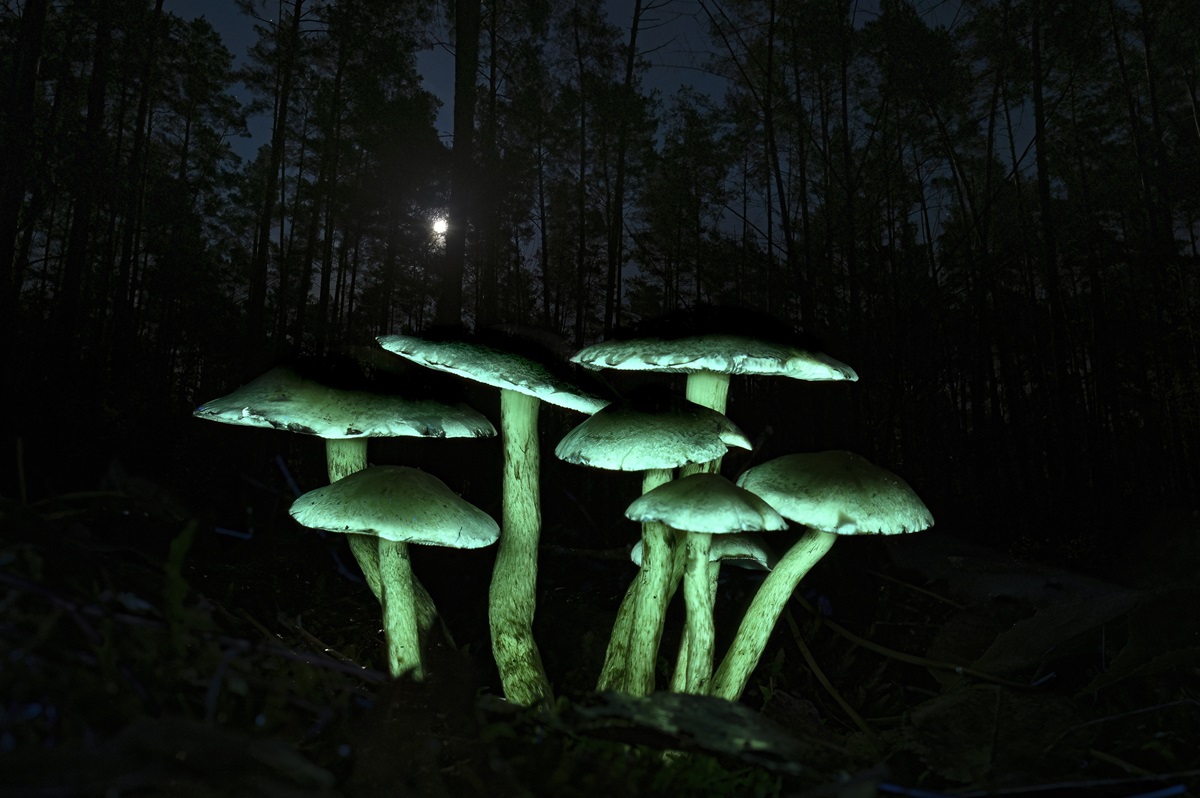 The Magic of Mushrooms