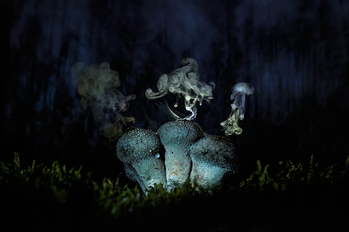 The Magic of Mushrooms