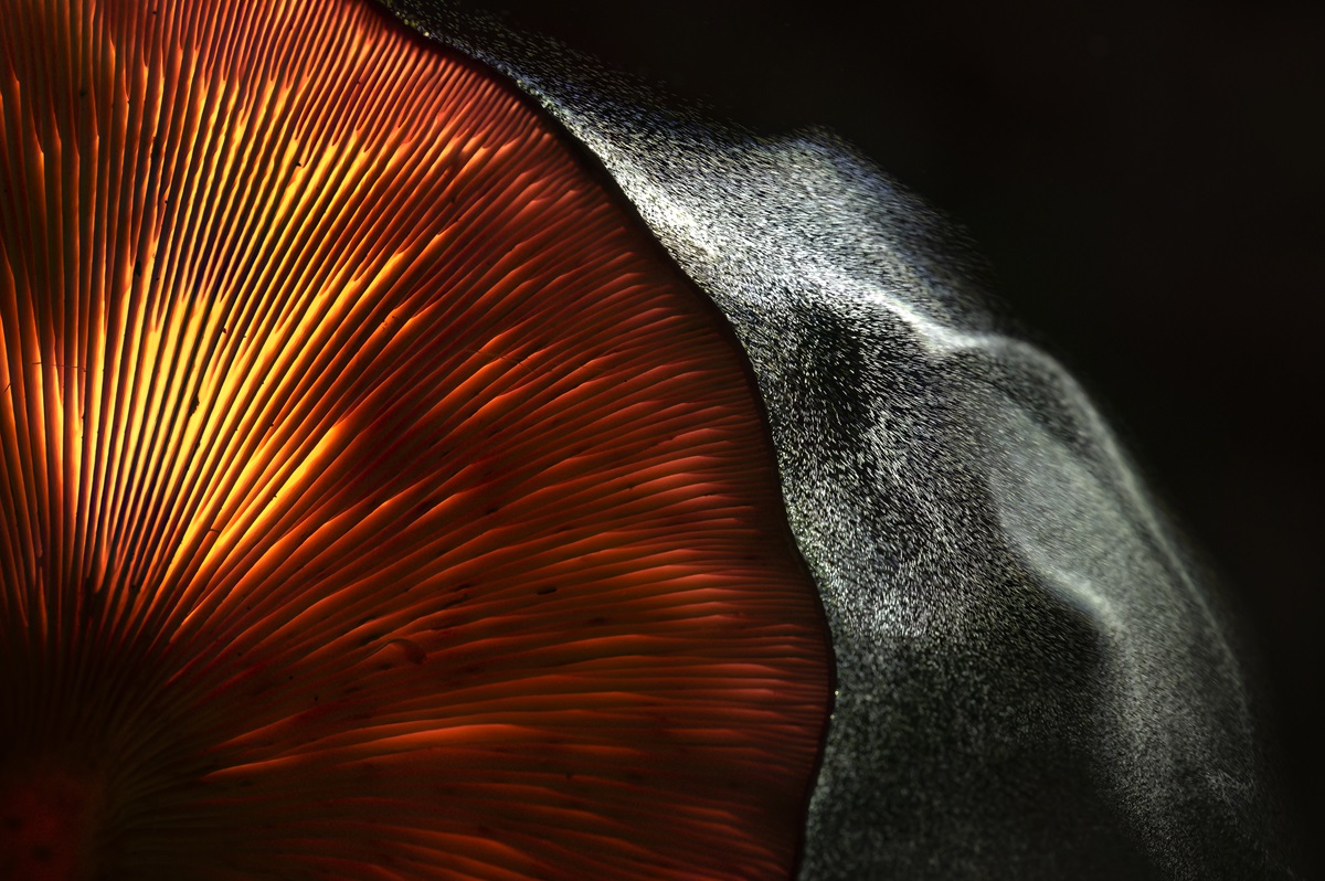 The Magic of Mushrooms