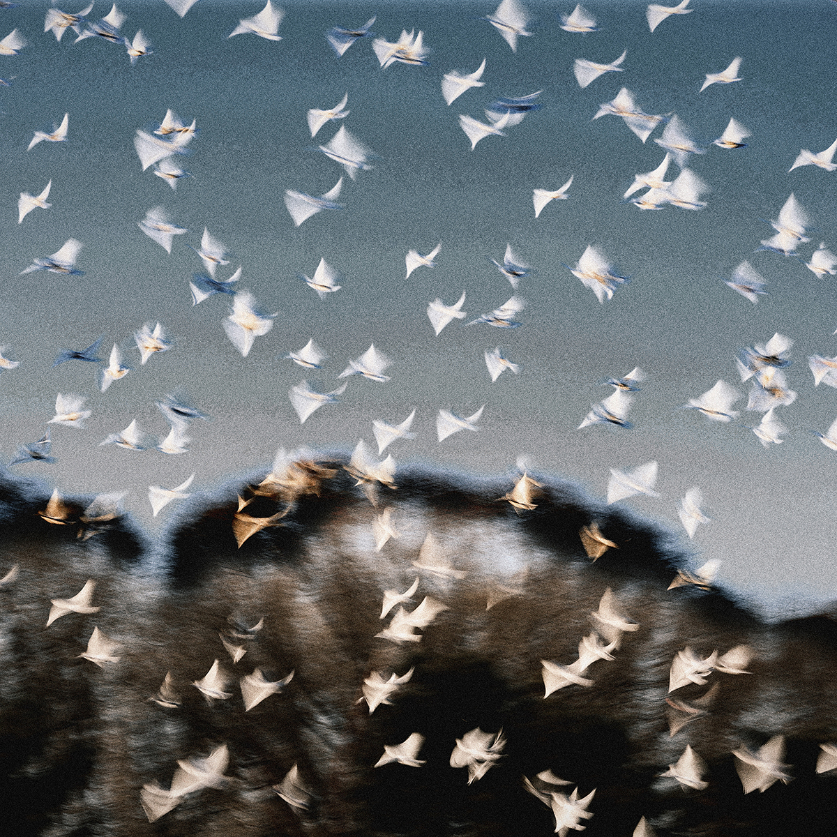 Flying Birds and Trees
