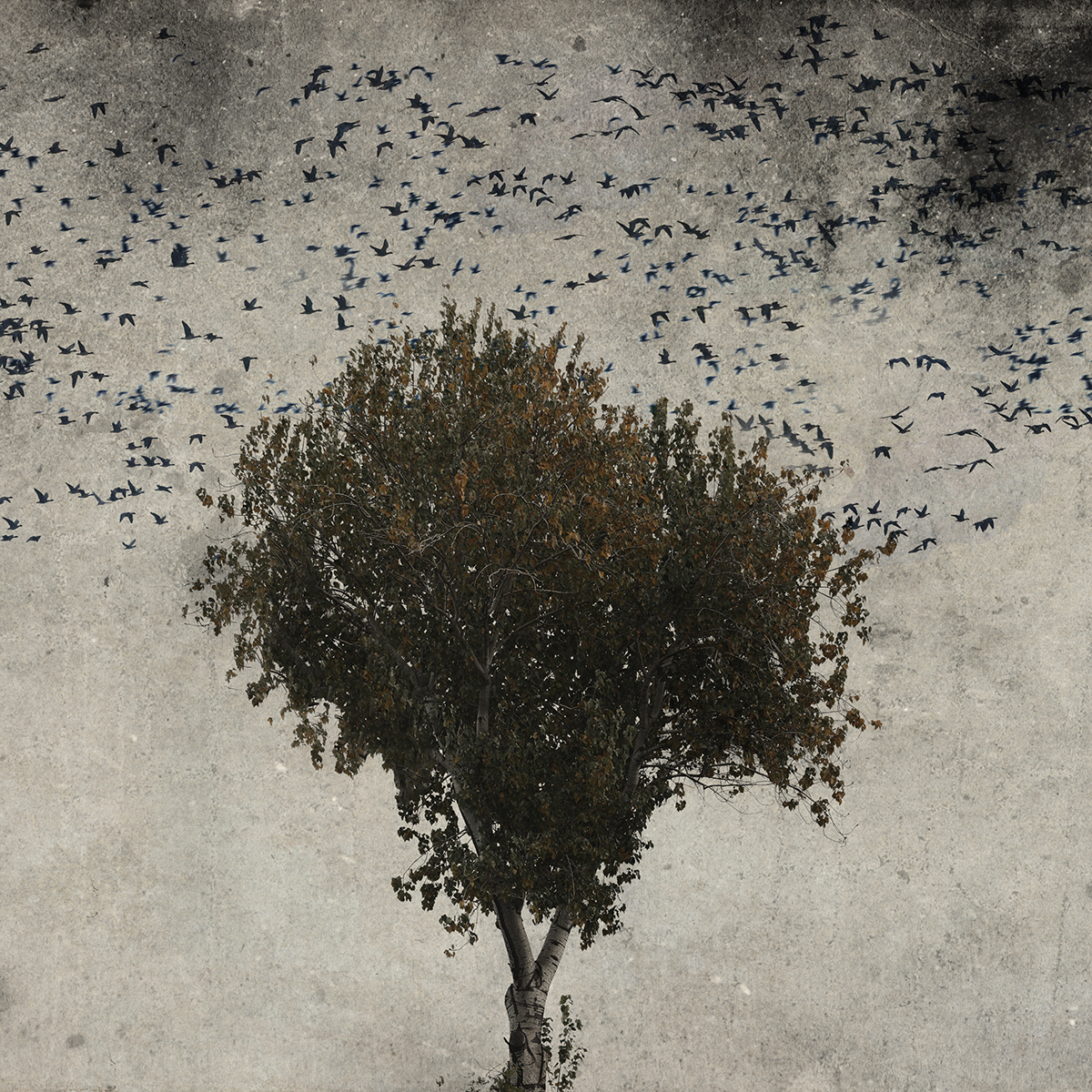 Flying Birds and Trees