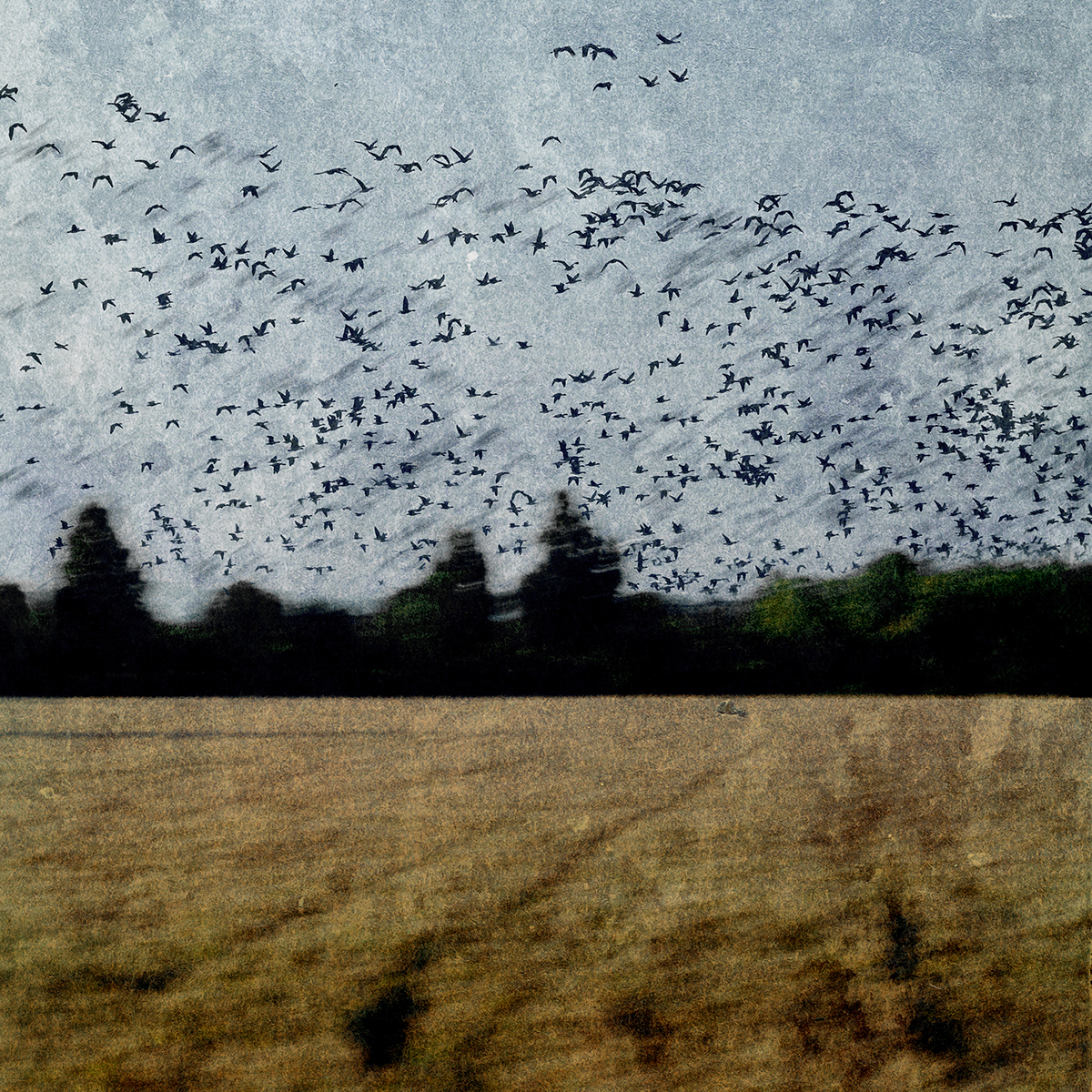 Flying Birds and Trees