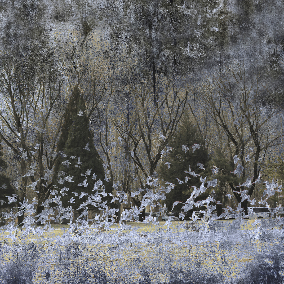 Flying Birds and Trees