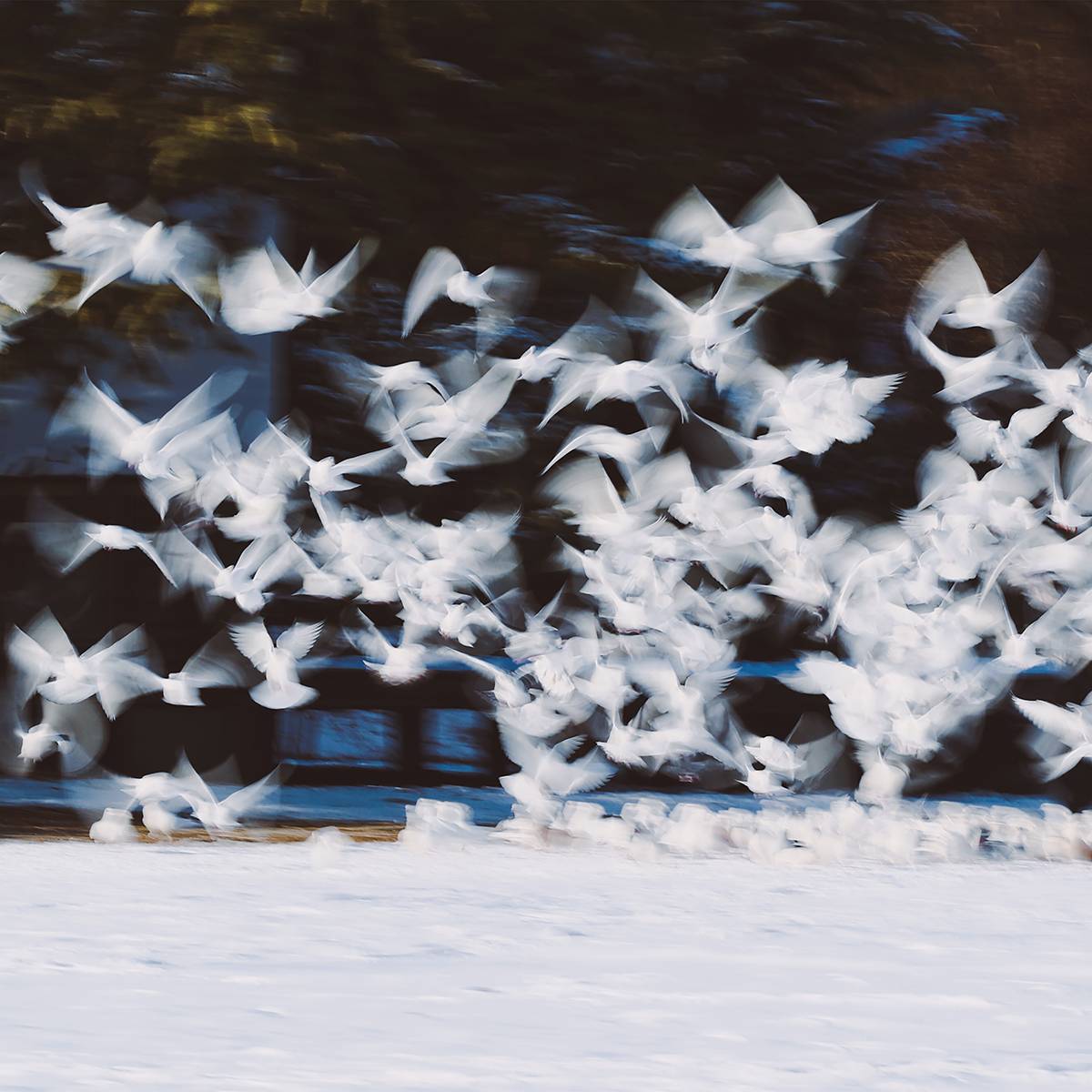 Flying Birds and Trees