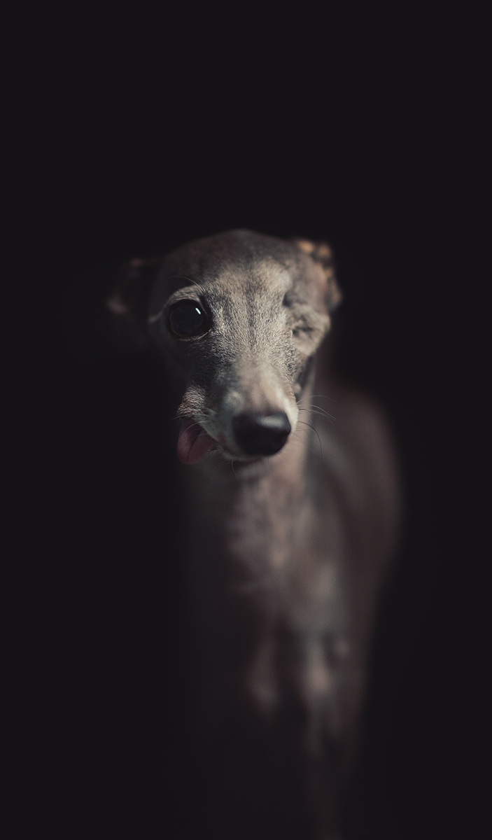 Rhumba