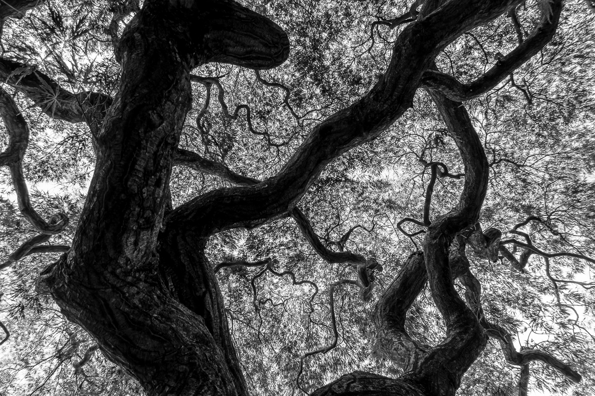 Roots
