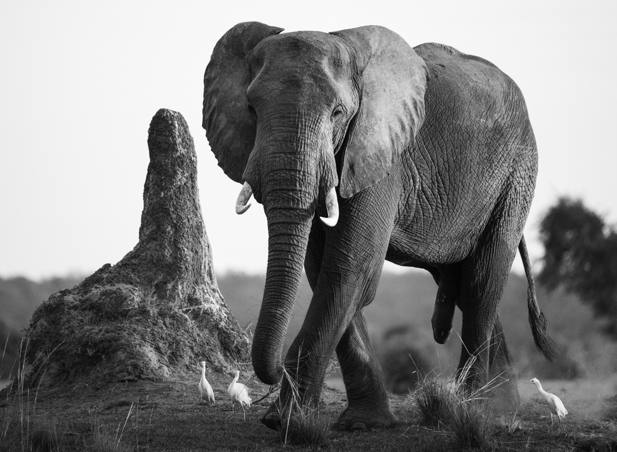 The Enchanted Zambezi