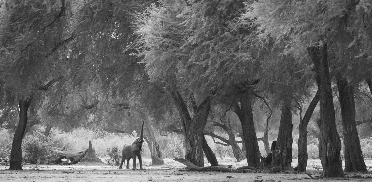 The Enchanted Zambezi