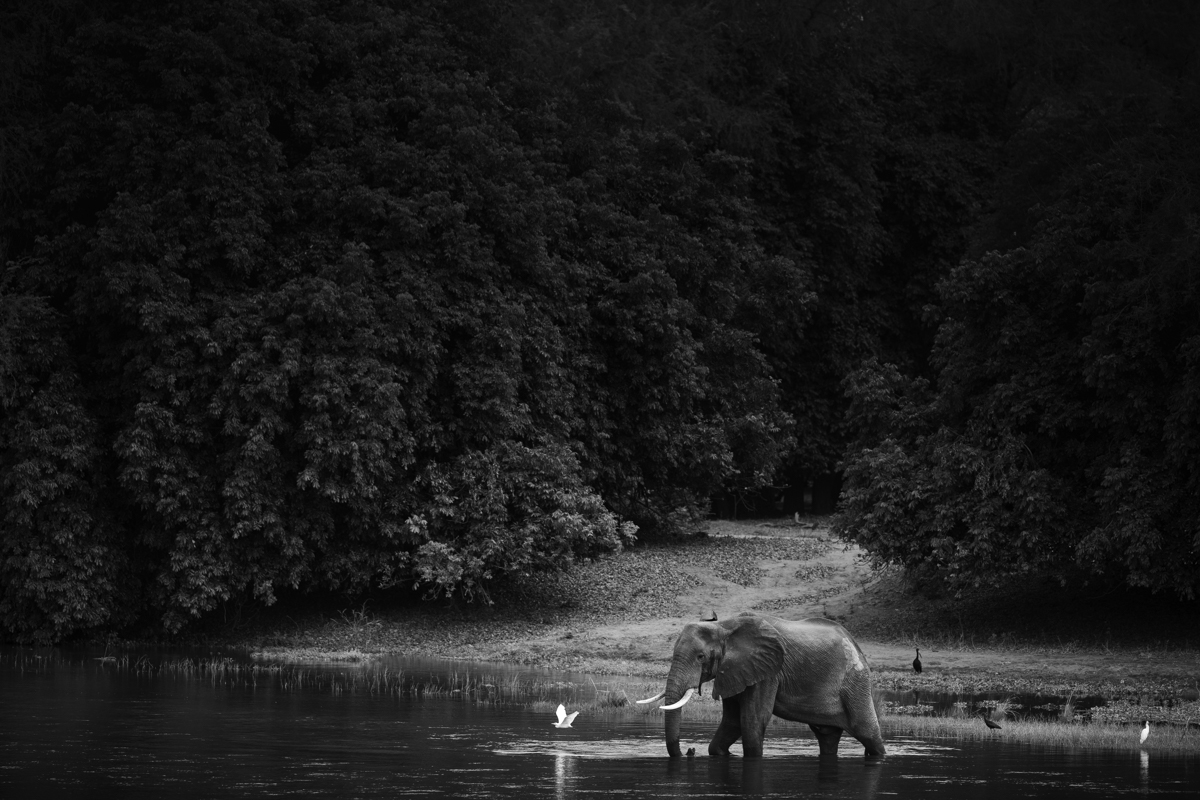 The Enchanted Zambezi