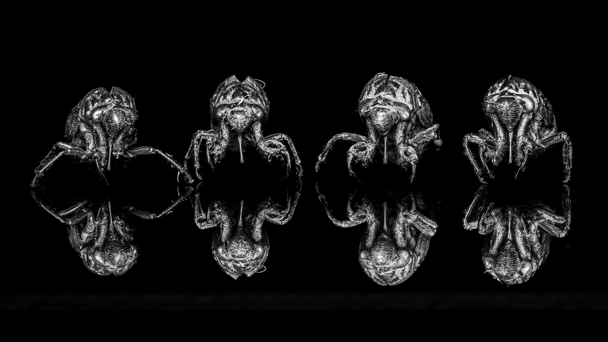 Wildlife Photography is Dead