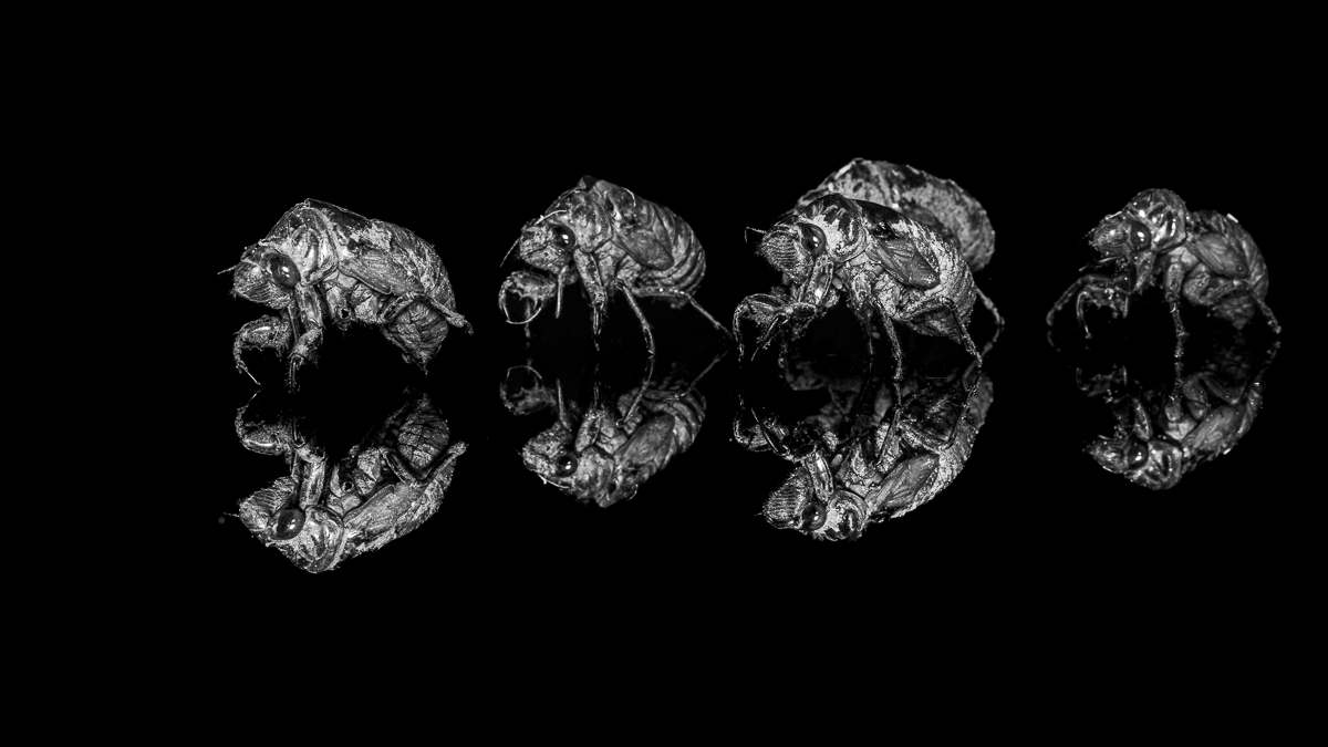 Wildlife Photography is Dead