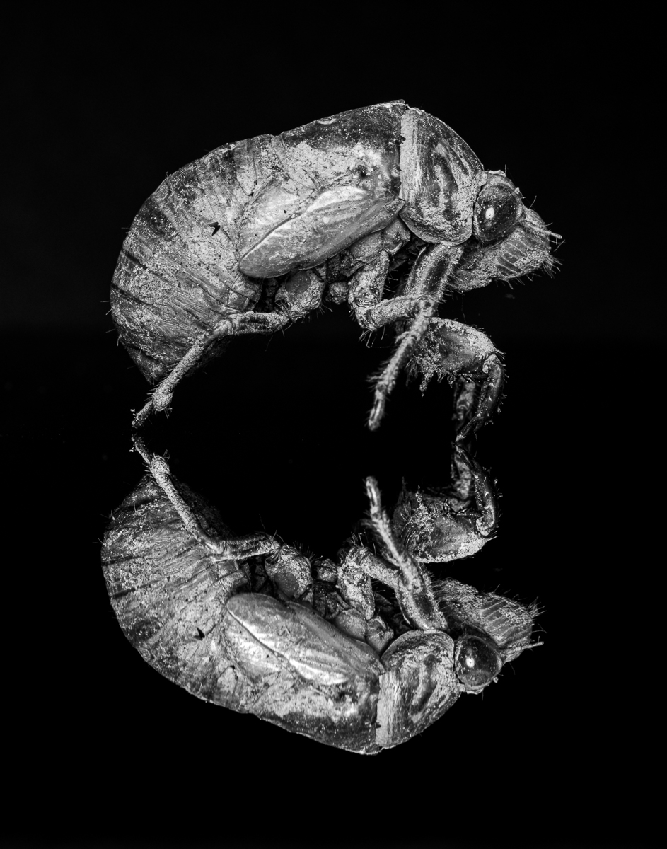 Wildlife Photography is Dead