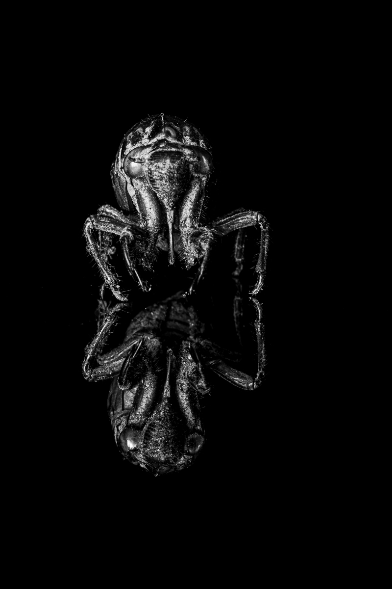 Wildlife Photography is Dead