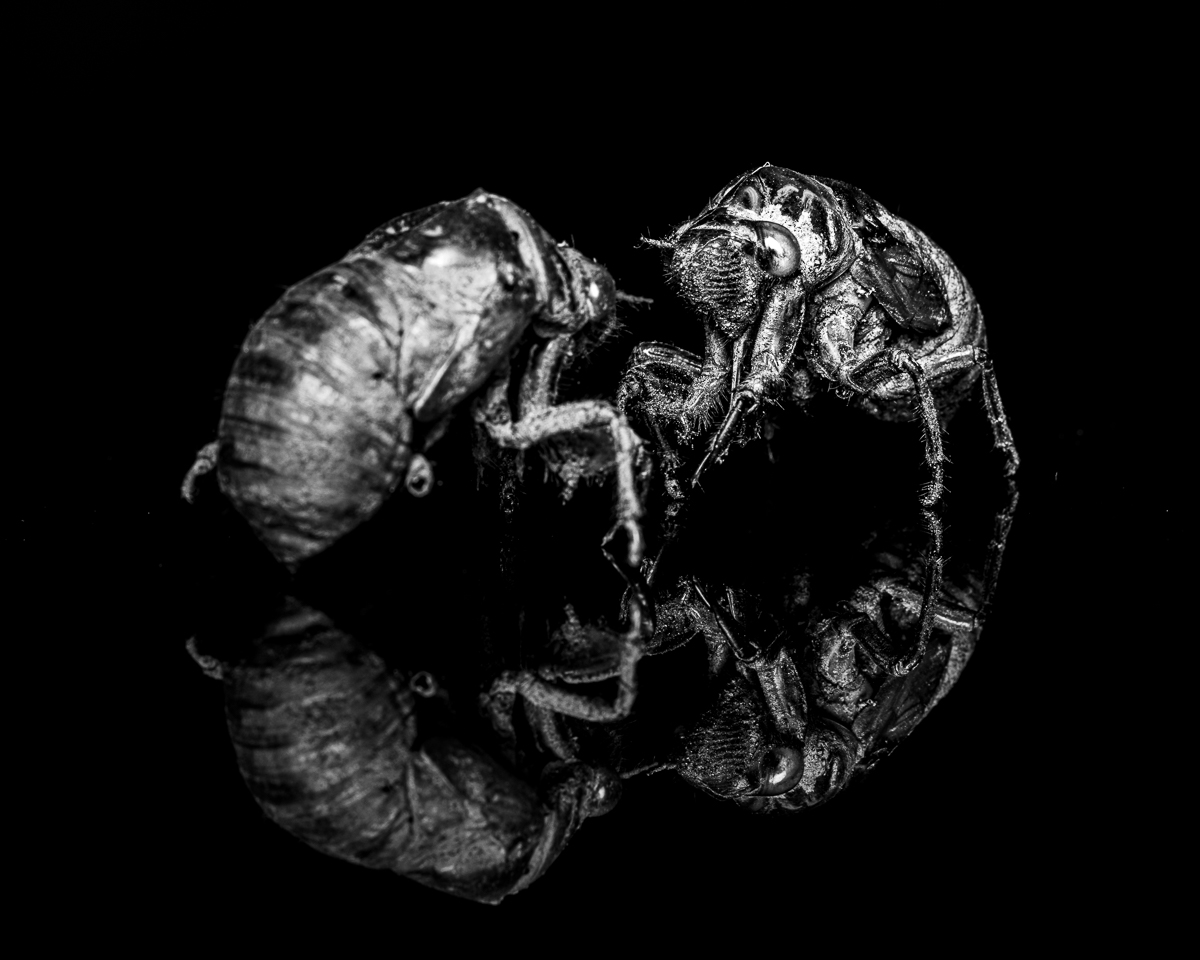 Wildlife Photography is Dead