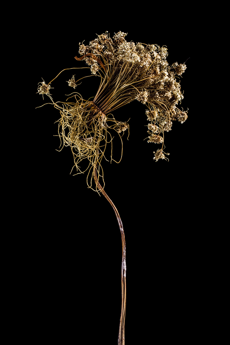 Decay Of The Flowers 