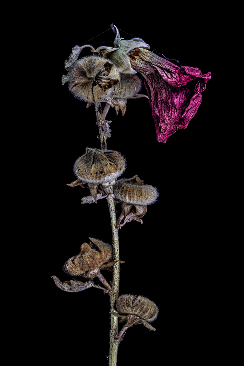 Decay Of The Flowers 