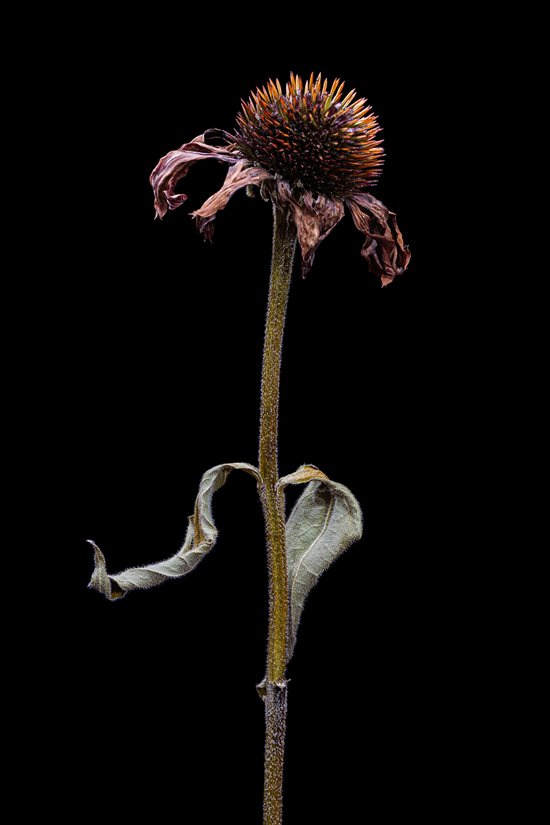 Decay Of The Flowers 
