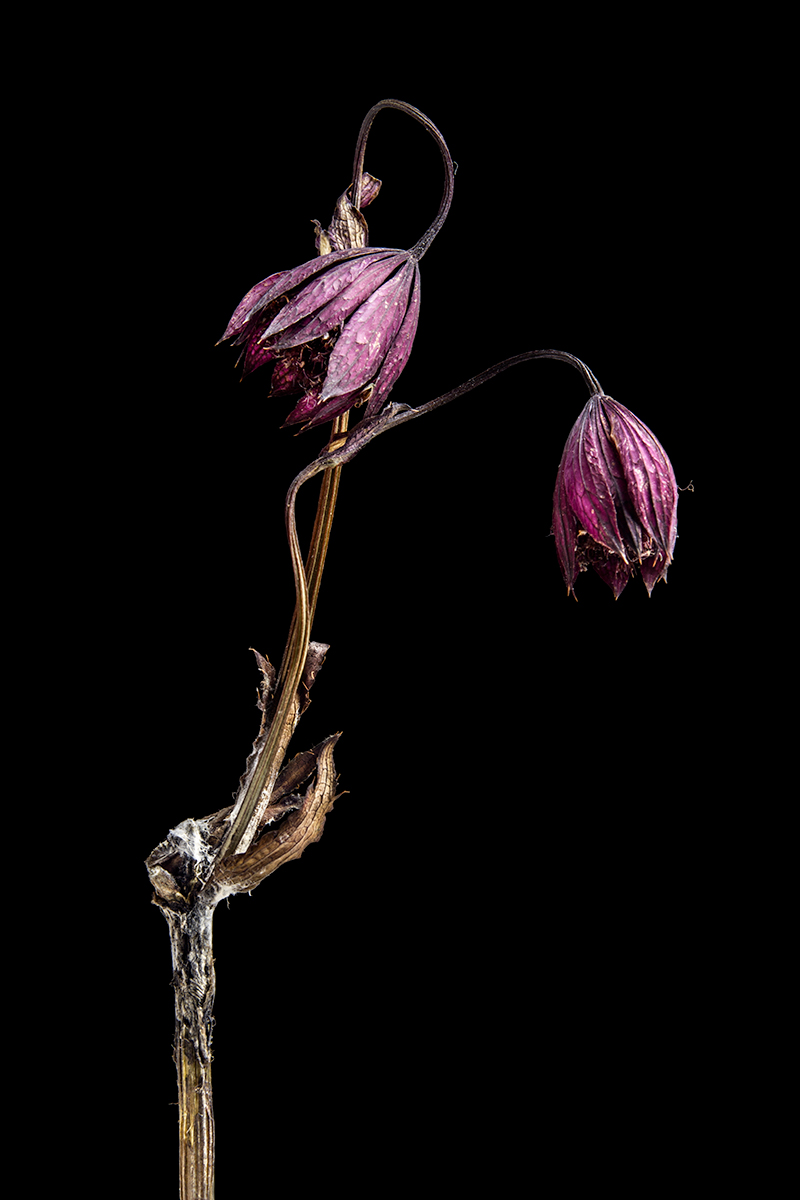 Decay Of The Flowers 
