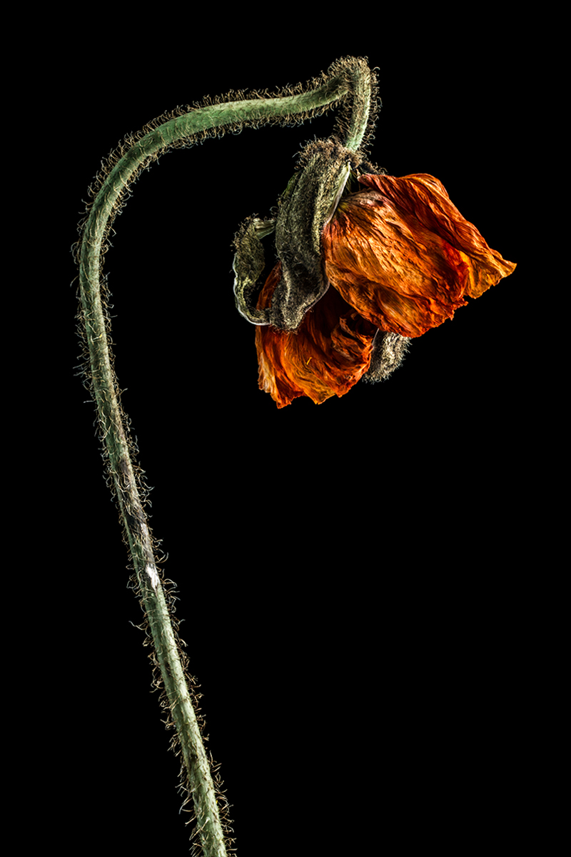 Decay Of The Flowers 