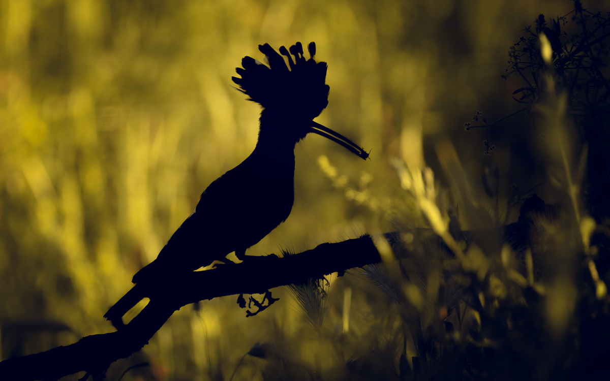 Golden Hoopoe
