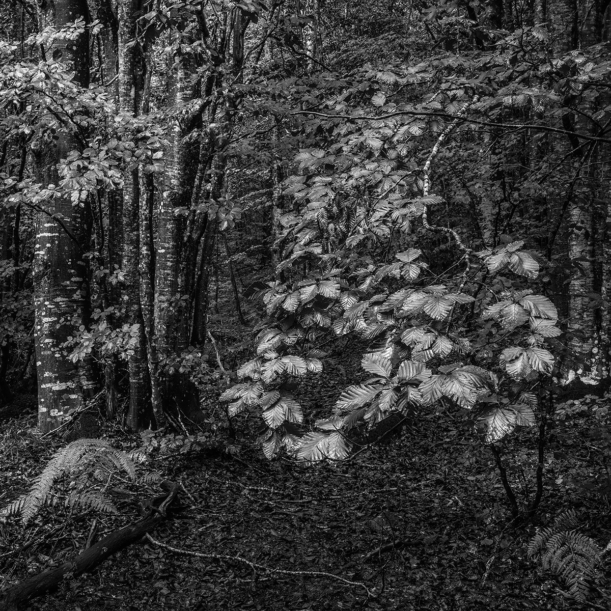 Il Bosco